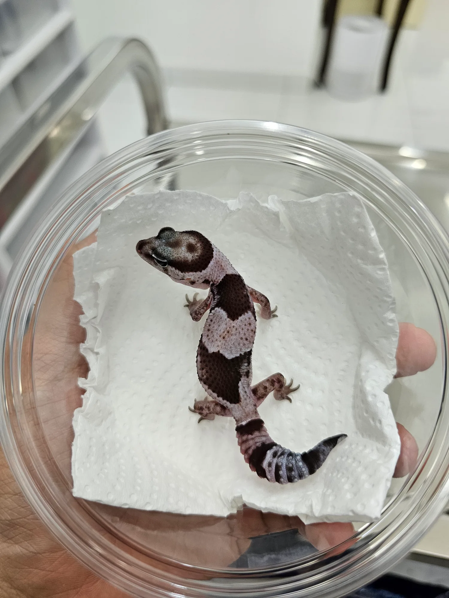 Oreo 100% Het Amel Patternless - 2