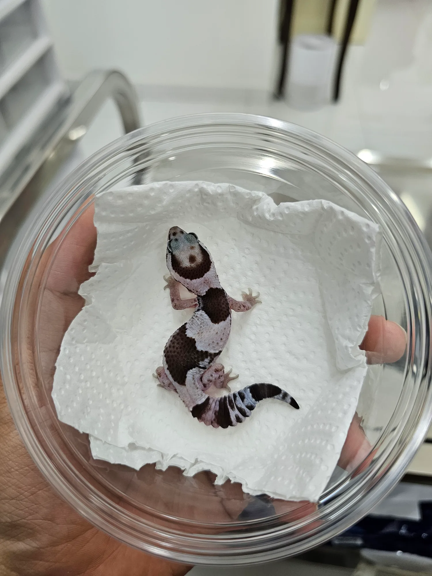 Oreo 100% Het Amel Patternless - 1