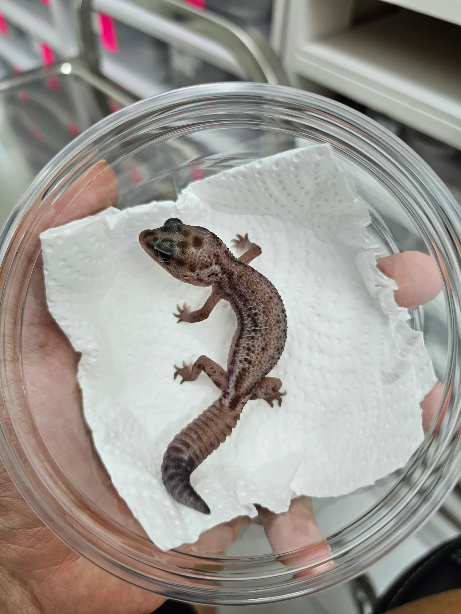 Oreo Zulu Patternless PH Ghost - 1