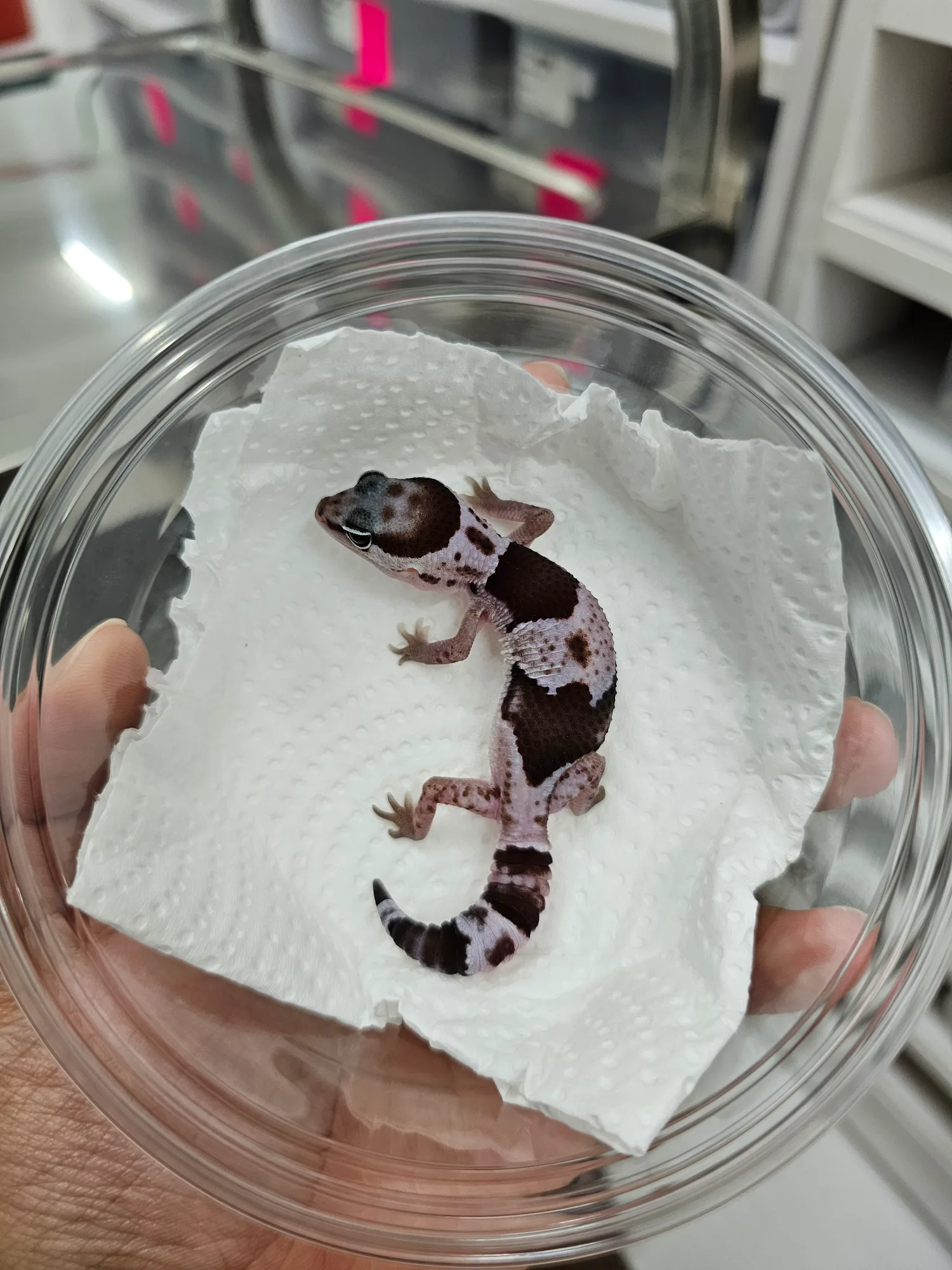 Oreo 100% Het Ghost Zulu - 2