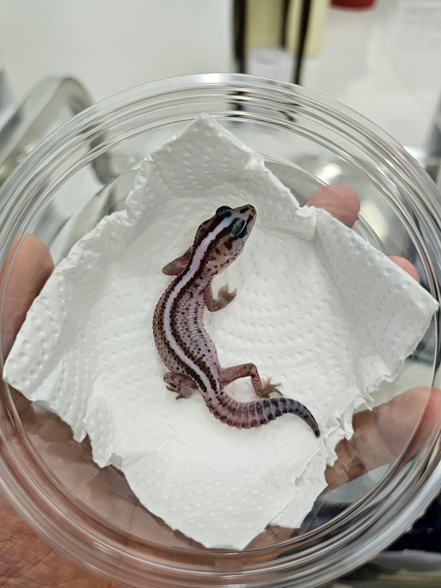 Stripe Oreo Patternless 100% Het Amel - 1