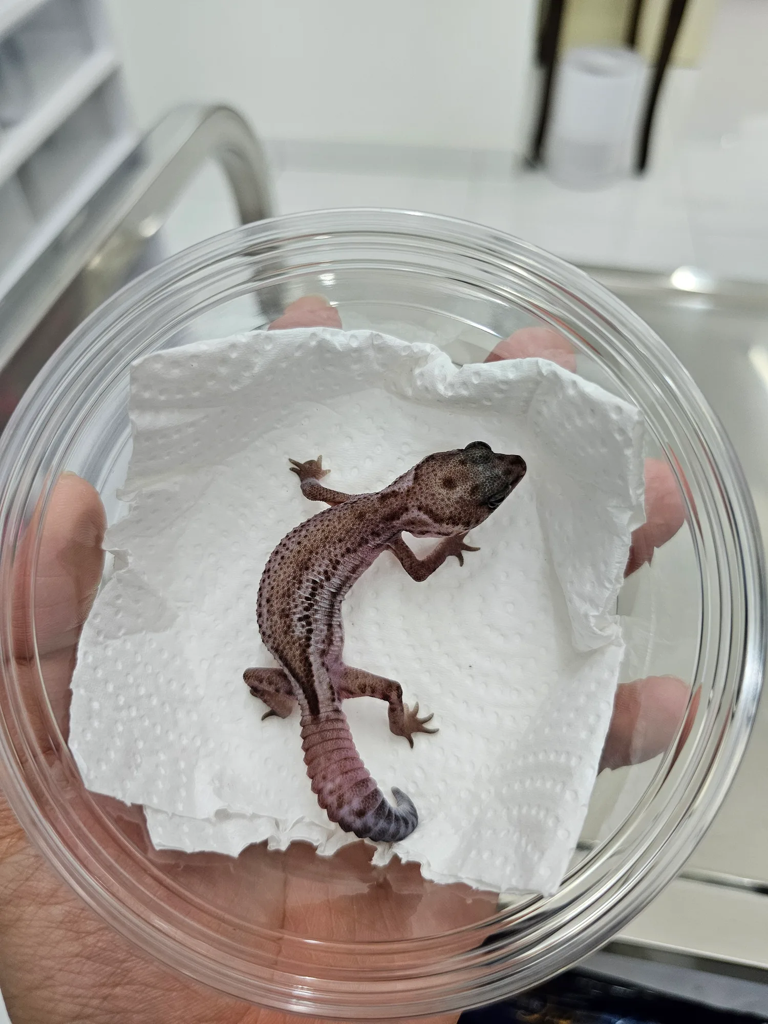Oreo Patternless 100% Het Amel - 1