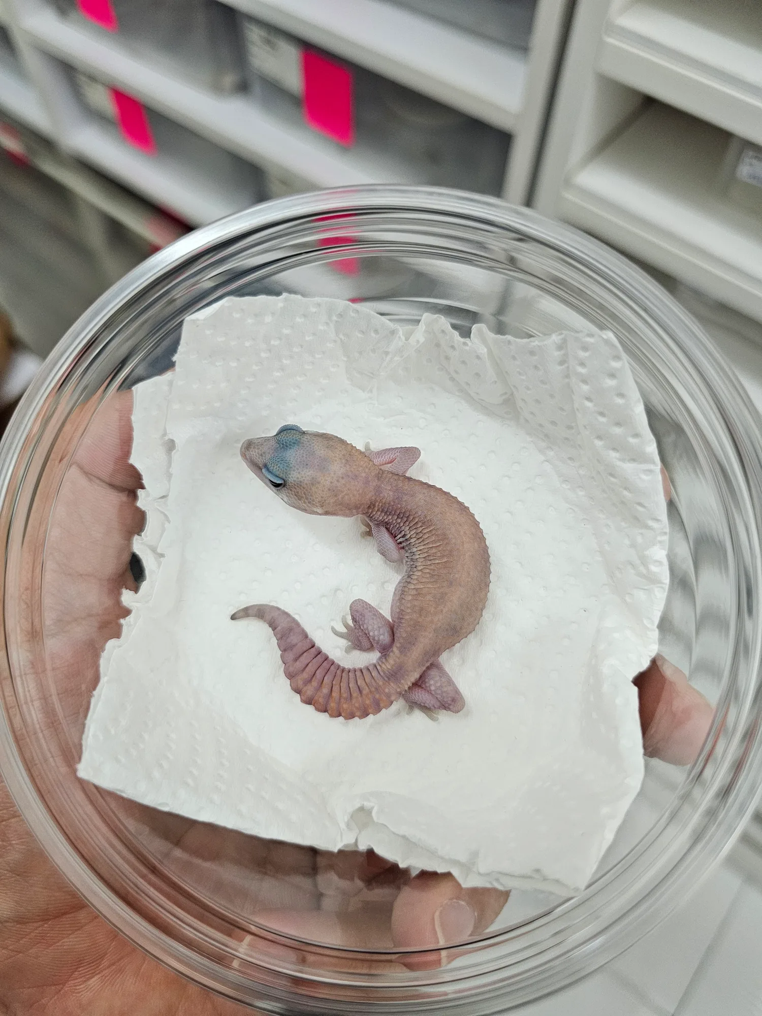 Ghost Patternless 66% Het Oreo Amel - 1