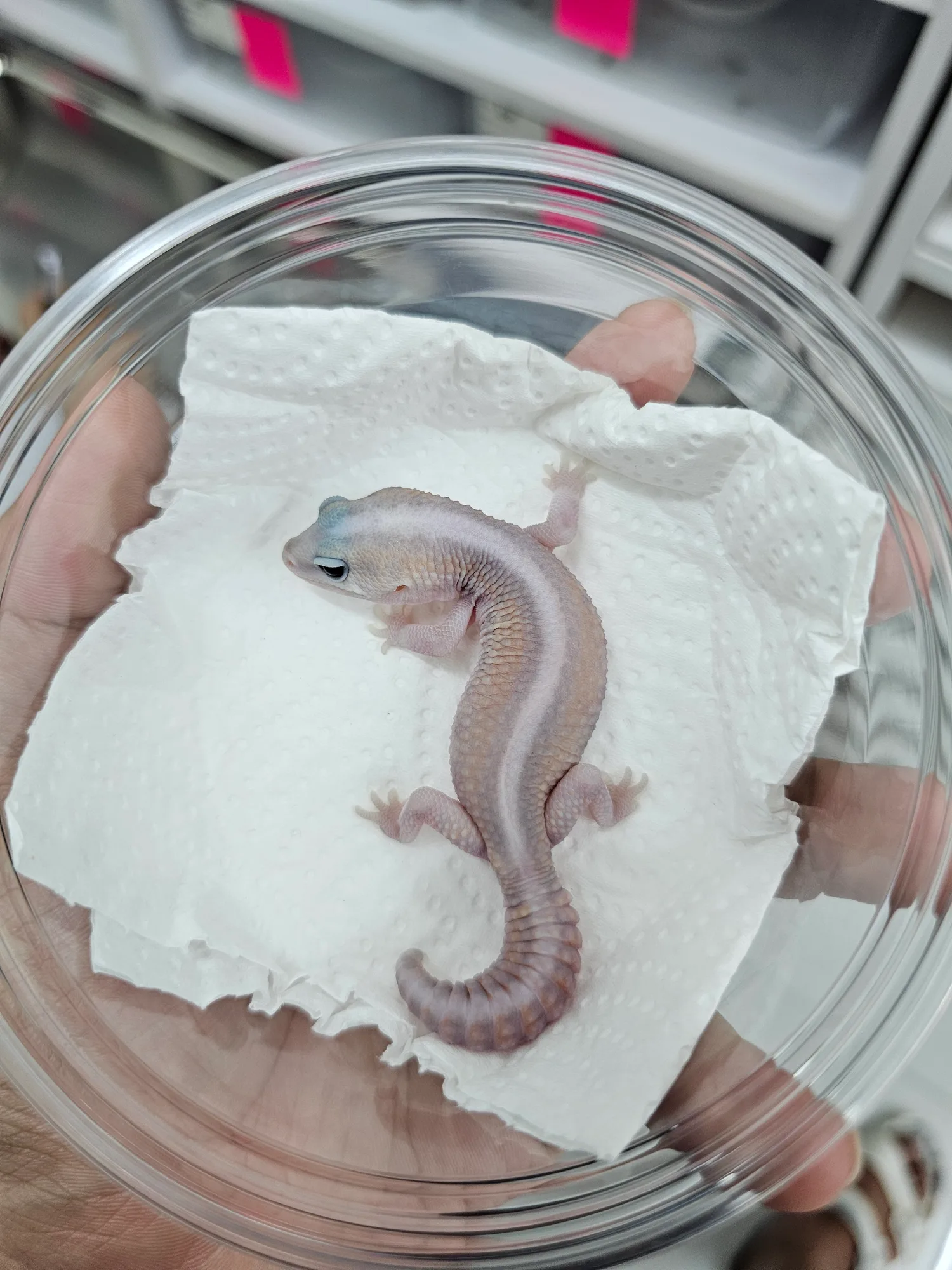 Stripe Ghost Patternless 66% Het Oreo Amel - 1