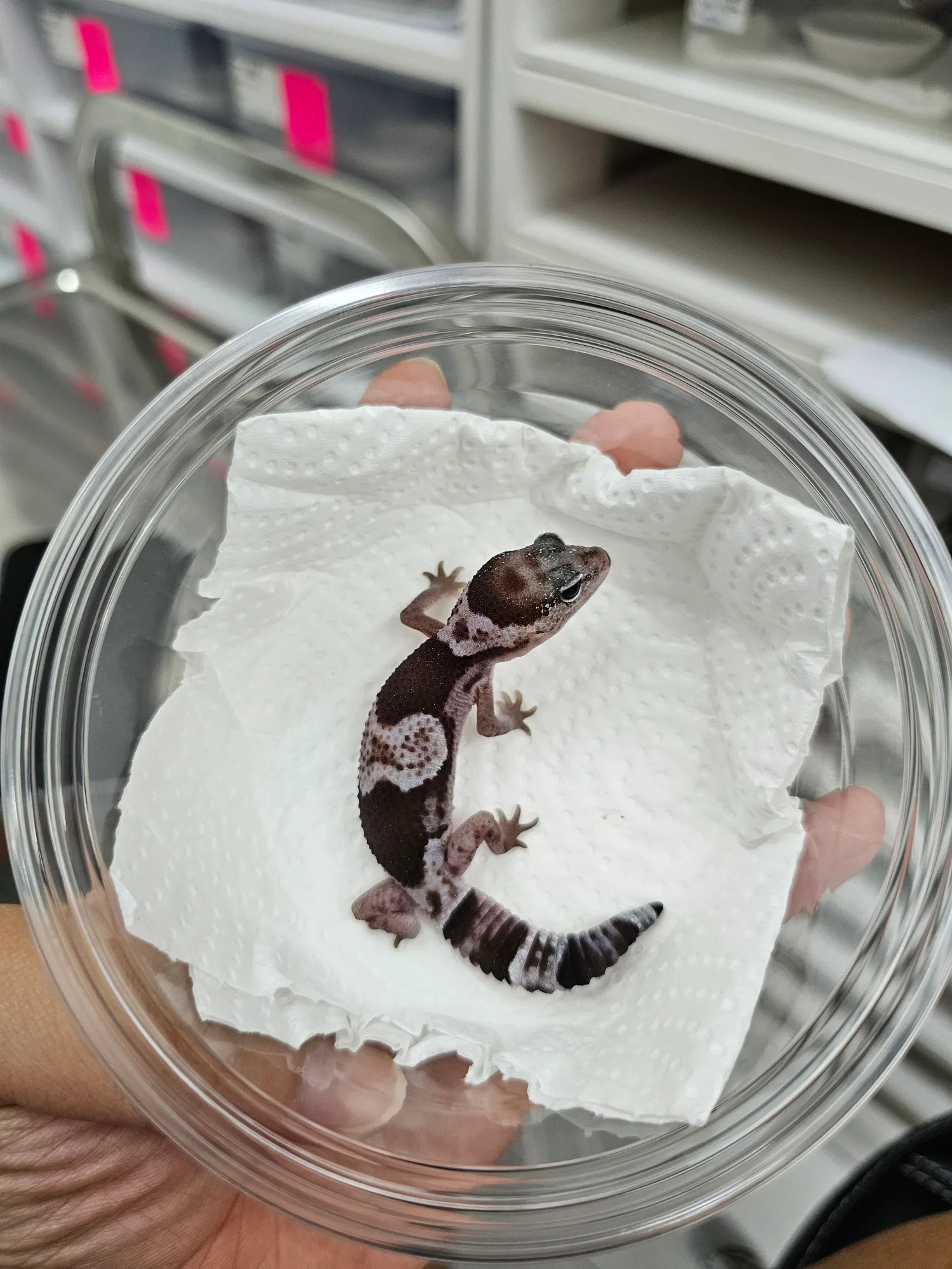 Oreo 100% Het Zulu Patternless PH Ghost - 1