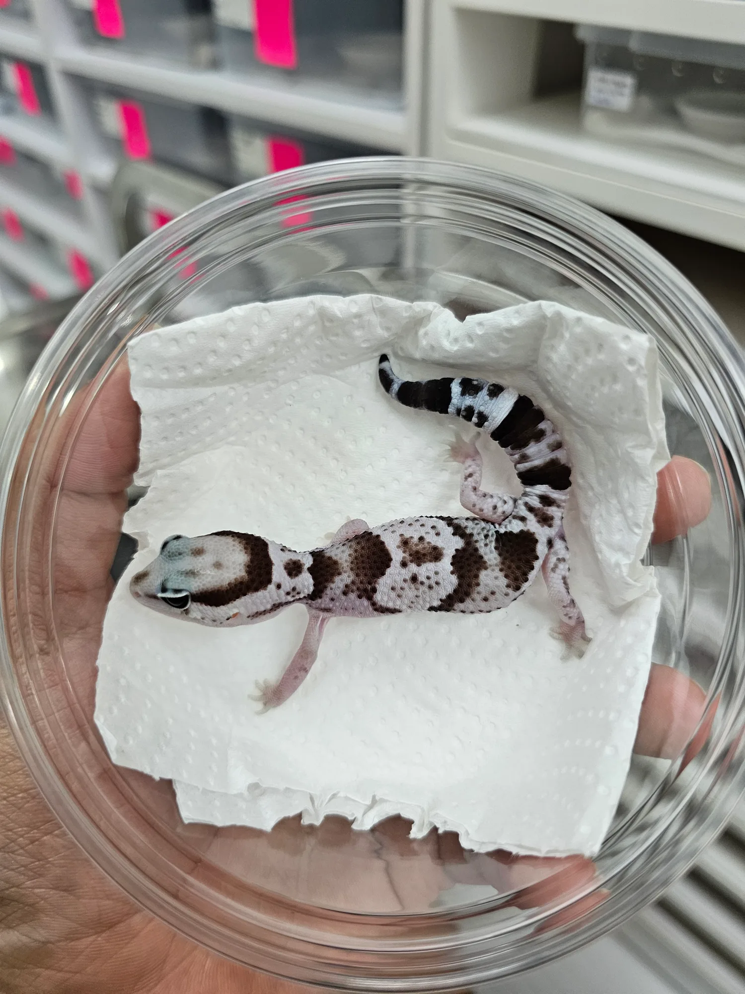 Oreo 100% Het Zulu Patternless PH Ghost - 2